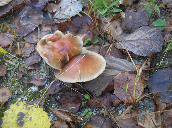 Photograph by Becky Dennison Sakellariou