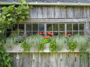 A weathered barn with climbing grapevines and a window box of geraniums, grasses, and vines